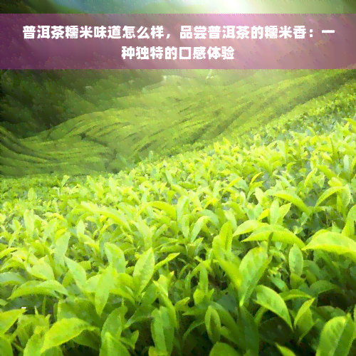 普洱茶糯米味道怎么样，品尝普洱茶的糯米香：一种独特的口感体验