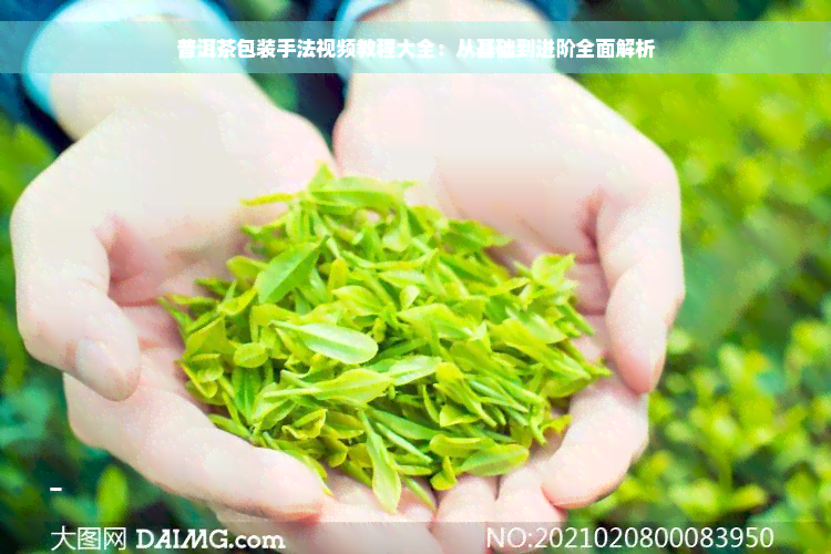 普洱茶包装手法视频教程大全：从基础到进阶全面解析