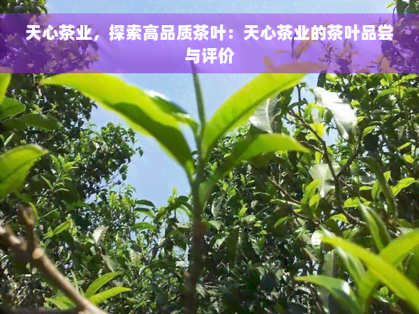 天心茶业，探索高品质茶叶：天心茶业的茶叶品尝与评价