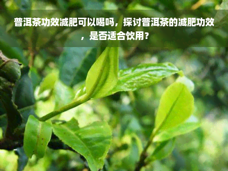 普洱茶功效减肥可以喝吗，探讨普洱茶的减肥功效，是否适合饮用？