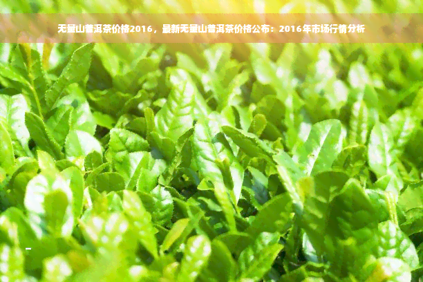 无量山普洱茶价格2016，最新无量山普洱茶价格公布：2016年市场行情分析