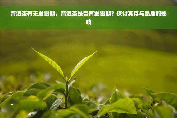 普洱茶有无发霉期，普洱茶是否有发霉期？探讨其存与品质的影响