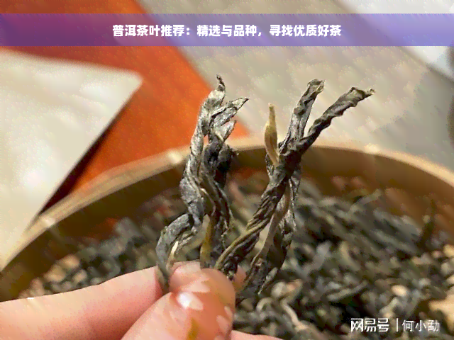 普洱茶叶推荐：精选与品种，寻找优质好茶