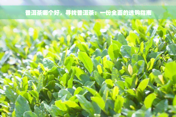 普洱茶哪个好，寻找普洱茶：一份全面的选购指南