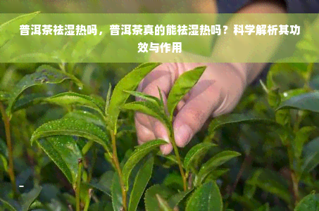 普洱茶祛湿热吗，普洱茶真的能祛湿热吗？科学解析其功效与作用