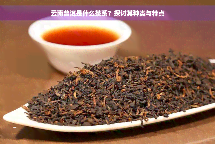 云南普洱是什么茶系？探讨其种类与特点