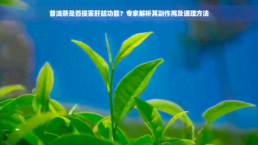 普洱茶是否损害肝脏功能？专家解析其副作用及调理方法