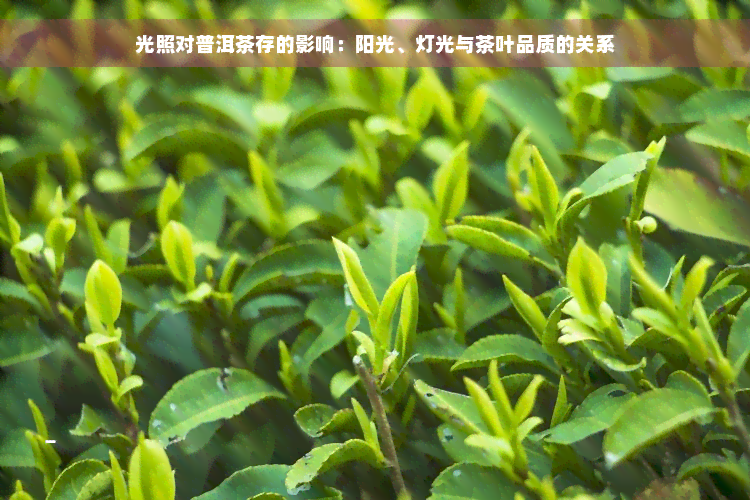 光照对普洱茶存的影响：阳光、灯光与茶叶品质的关系