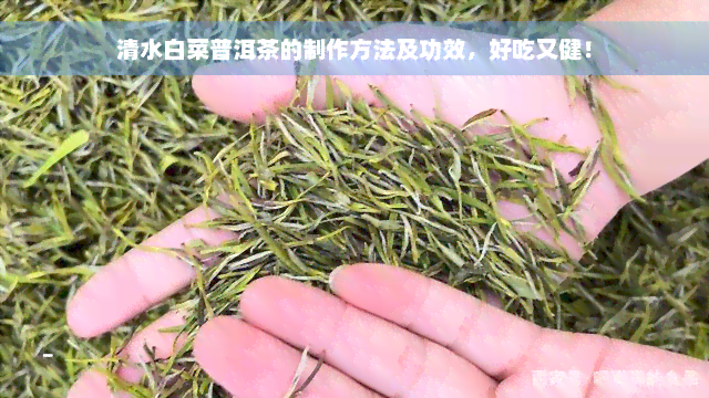 清水白菜普洱茶的制作方法及功效，好吃又健！