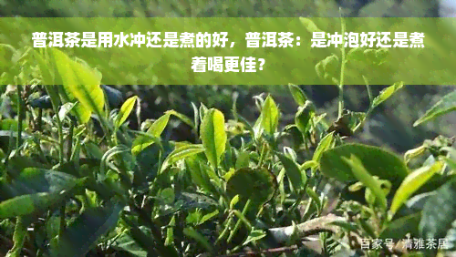 普洱茶是用水冲还是煮的好，普洱茶：是冲泡好还是煮着喝更佳？