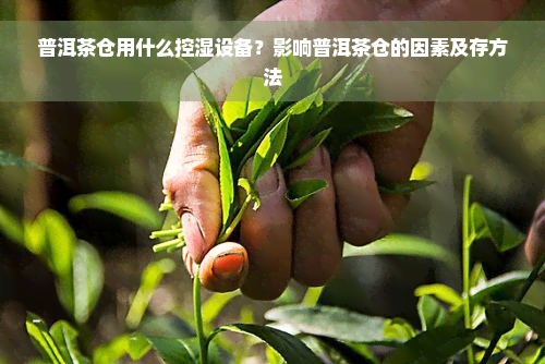 普洱茶仓用什么控湿设备？影响普洱茶仓的因素及存方法