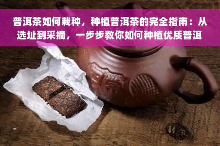 普洱茶如何栽种，种植普洱茶的完全指南：从选址到采摘，一步步教你如何种植优质普洱茶