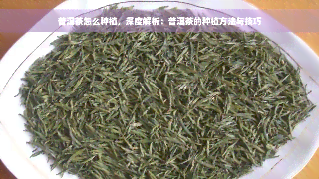 普洱茶怎么种植，深度解析：普洱茶的种植方法与技巧