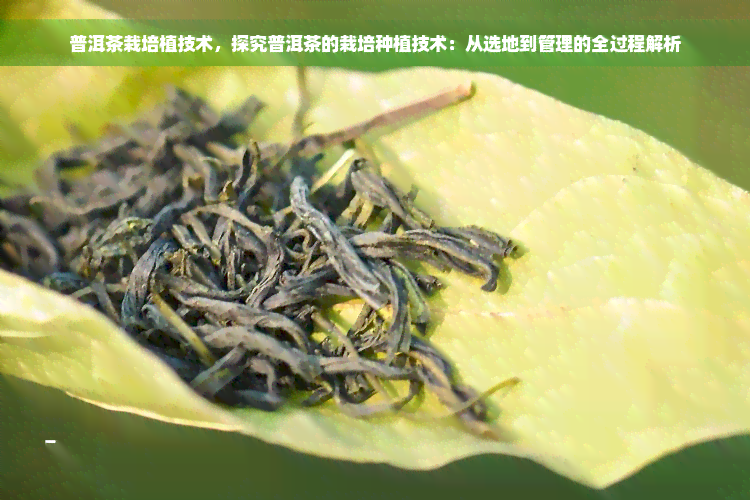 普洱茶栽培植技术，探究普洱茶的栽培种植技术：从选地到管理的全过程解析