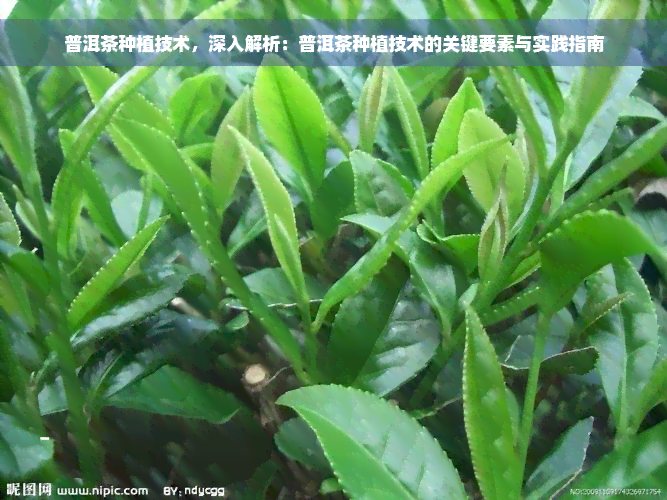 普洱茶种植技术，深入解析：普洱茶种植技术的关键要素与实践指南