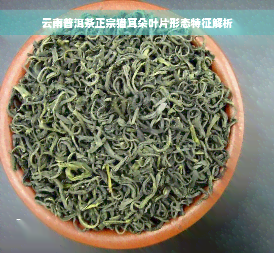 云南普洱茶正宗猫耳朵叶片形态特征解析