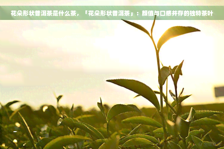 花朵形状普洱茶是什么茶，「花朵形状普洱茶」：颜值与口感并存的独特茶叶