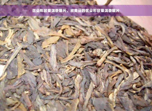 花朵形状普洱茶图片，欣美丽的花朵形状普洱茶图片