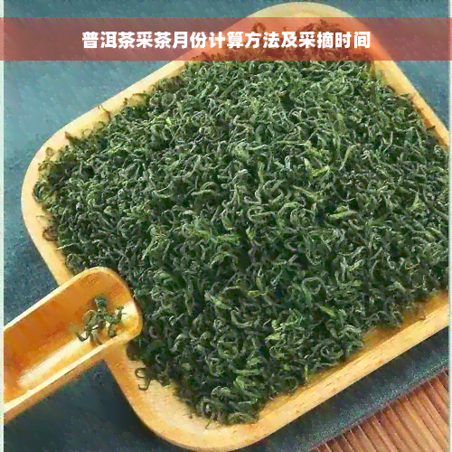 普洱茶采茶月份计算方法及采摘时间