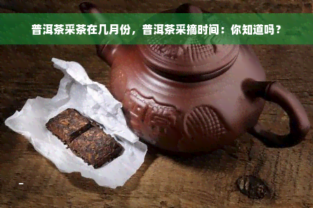 普洱茶采茶在几月份，普洱茶采摘时间：你知道吗？