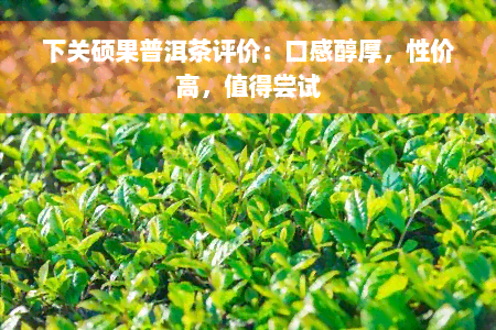 下关硕果普洱茶评价：口感醇厚，性价高，值得尝试