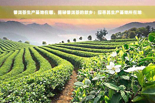 普洱茶生产基地在哪，揭秘普洱茶的故乡：探寻其生产基地所在地