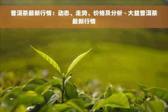 普洱茶最新行情：动态、走势、价格及分析 - 大益普洱茶最新行情