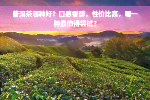 普洱茶哪种好？口感香醇，性价比高，哪一种最值得尝试？