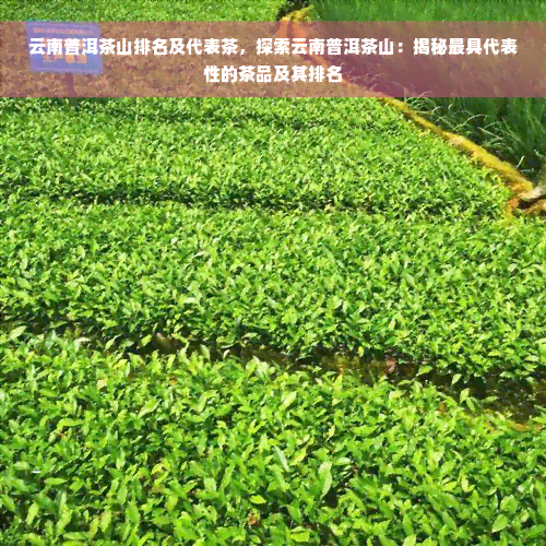 云南普洱茶山排名及代表茶，探索云南普洱茶山：揭秘更具代表性的茶品及其排名