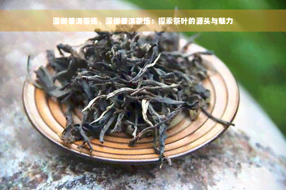 深圳普洱茶场，深圳普洱茶场：探索茶叶的源头与魅力