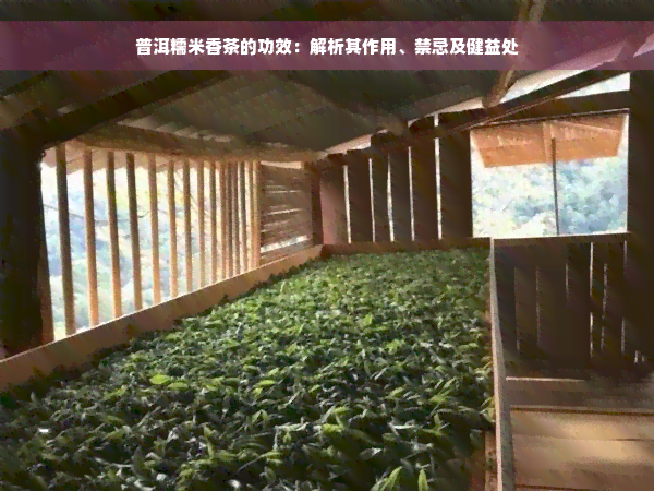 普洱糯米香茶的功效：解析其作用、禁忌及健益处