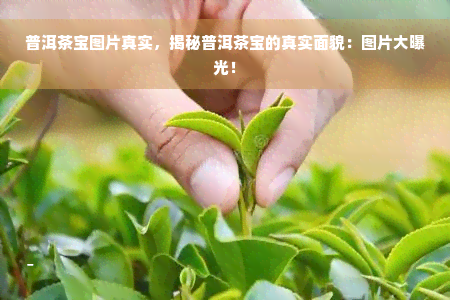 普洱茶宝图片真实，揭秘普洱茶宝的真实面貌：图片大曝光！