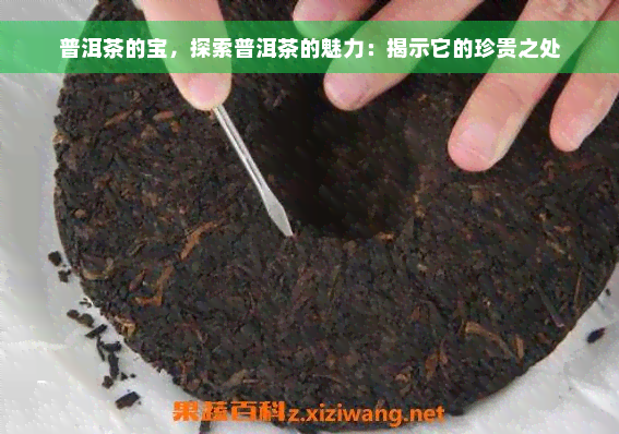 普洱茶的宝，探索普洱茶的魅力：揭示它的珍贵之处