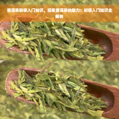 普洱茶初级入门知识，探索普洱茶的魅力：初级入门知识全解析