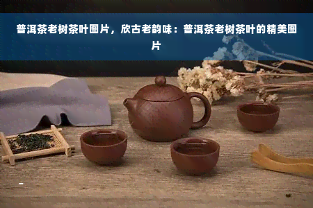 普洱茶老树茶叶图片，欣古老韵味：普洱茶老树茶叶的精美图片