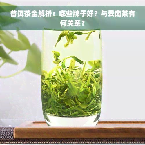 普洱茶全解析：哪些牌子好？与云南茶有何关系？