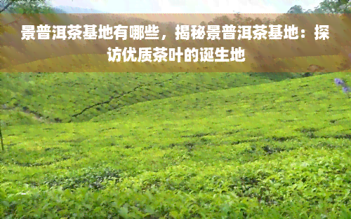 景普洱茶基地有哪些，揭秘景普洱茶基地：探访优质茶叶的诞生地