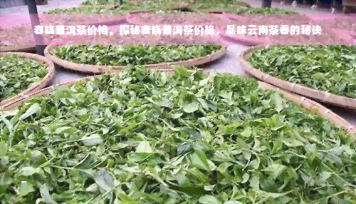 春晓普洱茶价格，探秘春晓普洱茶价格，品味云南茶香的秘诀