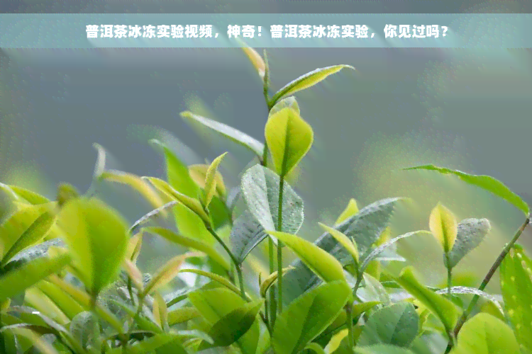 普洱茶冰冻实验视频，神奇！普洱茶冰冻实验，你见过吗？