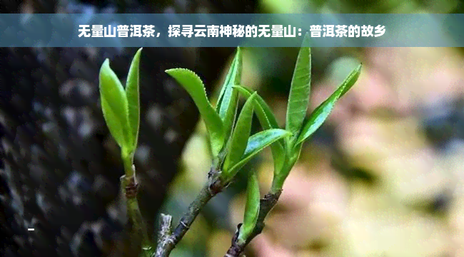 无量山普洱茶，探寻云南神秘的无量山：普洱茶的故乡