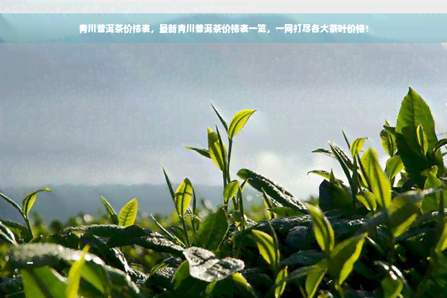 青川普洱茶价格表，最新青川普洱茶价格表一览，一网打尽各大茶叶价格！