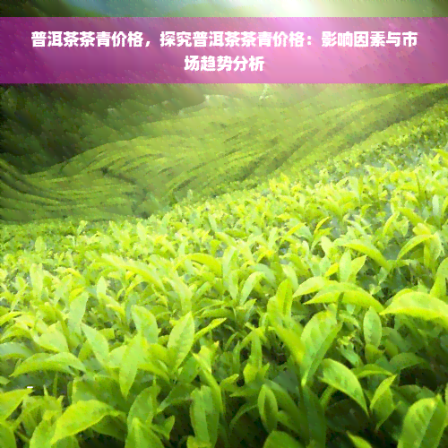 普洱茶茶青价格，探究普洱茶茶青价格：影响因素与市场趋势分析