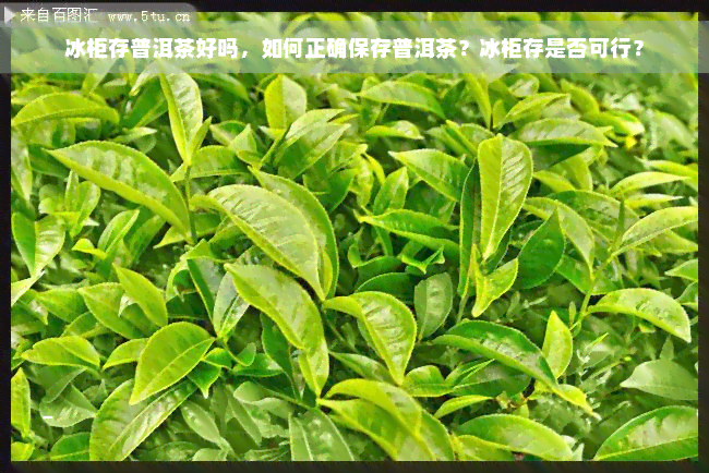 冰柜存普洱茶好吗，如何正确保存普洱茶？冰柜存是否可行？