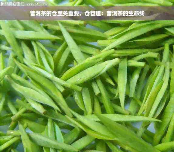 普洱茶的仓至关重要，仓管理：普洱茶的生命线