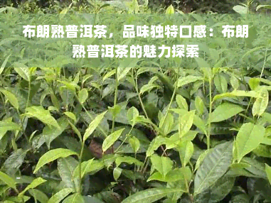 布朗熟普洱茶，品味独特口感：布朗熟普洱茶的魅力探索