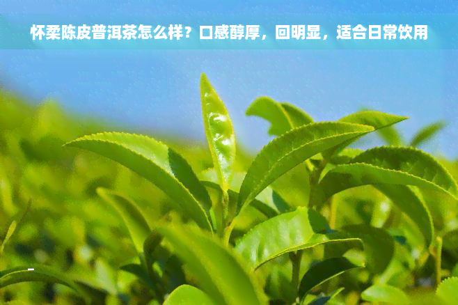 怀柔陈皮普洱茶怎么样？口感醇厚，回明显，适合日常饮用