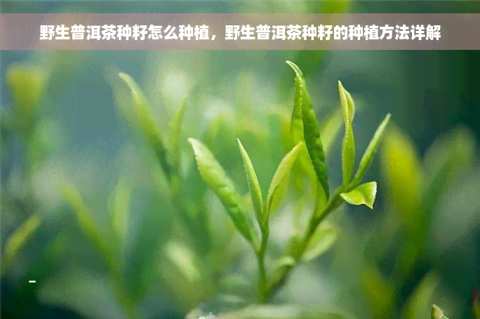 野生普洱茶种籽怎么种植，野生普洱茶种籽的种植方法详解