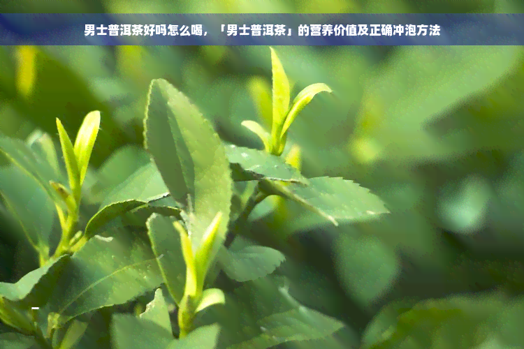 男士普洱茶好吗怎么喝，「男士普洱茶」的营养价值及正确冲泡方法