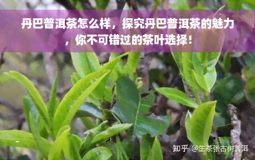 丹巴普洱茶怎么样，探究丹巴普洱茶的魅力，你不可错过的茶叶选择！