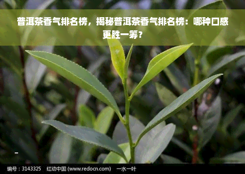 普洱茶香气排名榜，揭秘普洱茶香气排名榜：哪种口感更胜一筹？